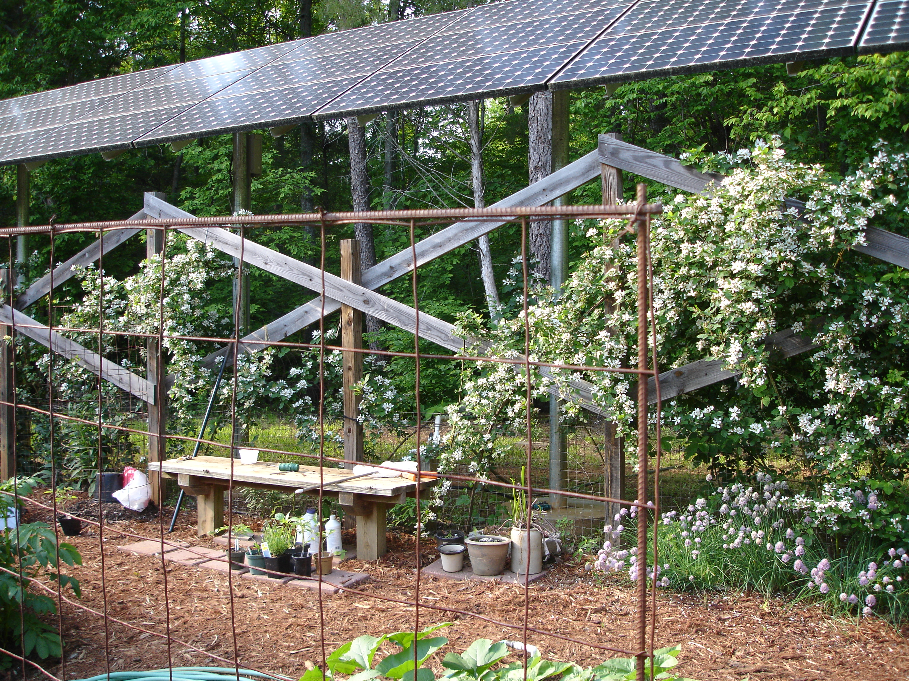 View of a portion of photovoltaic array from inside our garden, resting above garden fence and wild blackberry trellis.  